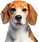 собаки и щенки