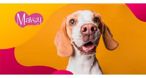 Фото - Mavsy: получай подарки к каждому заказу и участвуй в розыгрыше