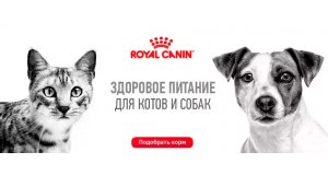 Фото - Royal Canin: широкий ассортимент в наличии