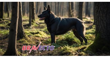 /ru/bravecto-bravekto-zhevatel-naja-tabletka-ot-kleschej-i-bloh-dlja-sobak.html