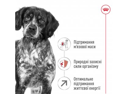 Фото 5 -  сухий корм Royal Canin MEDIUM ADULT 7+ (СОБАКИ СЕРЕДНІХ ПОРІД ЕДАЛТ 7+) корм для собак від 7 років