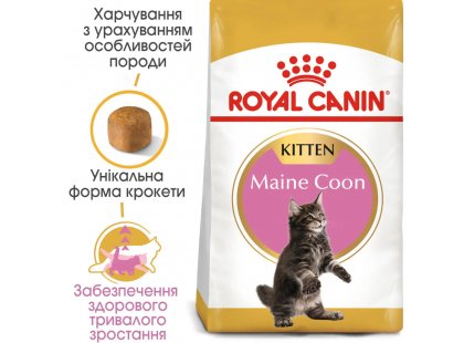 Фото - сухий корм Royal Canin KITTEN MAINE COON (МЕЙН КУН КІТТЕН) корм для кошенят