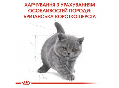Фото 5 -  сухой корм Royal Canin Kitten BRITISH SHORTHAIR (БРИТАНСКАЯ КОРОТКОШЕРСТНАЯ КИТТЕН) корм для котят до 12 месяцев