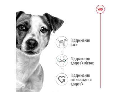 Фото 7 -  сухой корм Royal Canin MINI ADULT (СОБАКИ МЕЛКИХ ПОРОД ЭДАЛТ) корм для собак от 10 месяцев