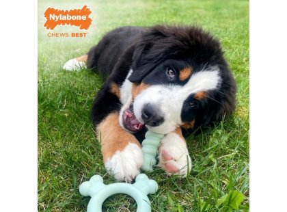 Фото 4 -  іграшки Nylabone Puppy Chew Tactile Ring Chicken жувальна іграшка для цуценят КІЛЬЦЕ, смак КУРКИ