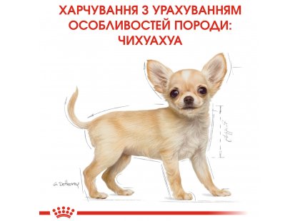 Фото - сухий корм Royal Canin CHIHUAHUA PUPPY (ЧИХУАХУА ПАППІ) корм для цуценята до 8 місяців