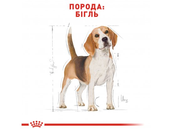 Фото - сухой корм Royal Canin BEAGLE ADULT (БИГЛЬ) корм для собак от 12 месяцев