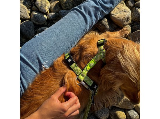 Фото - амуниция Max & Molly Urban Pets H-Harness шлея для собак Kiwi