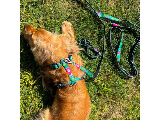 Фото - амуниция Max & Molly Urban Pets H-Harness шлея для собак Tropical