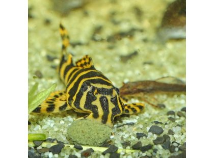 Фото 7 -  корм для рыб JBL ProNovo Pleco корм для сомов-присосок, таблетки