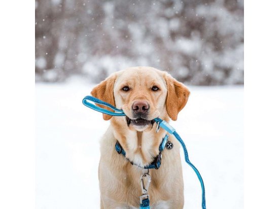 Фото - амуніція Max & Molly Urban Pets Short Leash повідець для собак Matrix Sky Blue