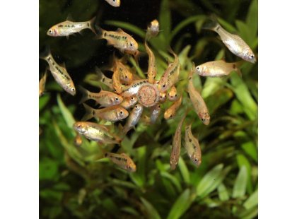 Фото 8 -  корм для рыб JBL ProNovo Tab ком для аквариумных рыб, таблетки