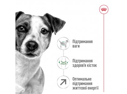 Фото 5 -  сухий корм Royal Canin MINI ADULT 8+ (СОБАКИ ДРІБНИХ ПОРІД ЕДАЛТ 8+) корм для собак від 8 років