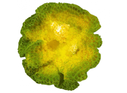 Фото - Blue Treasure HZY 244 Декорация для аквариума ИСКУССТВЕННЫЙ КОРАЛЛ декорации Blue Treasure HZY 244 Декорация для аквариума ИСКУССТВЕННЫЙ КОРАЛЛ