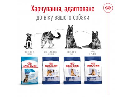 Фото 7 -  сухий корм Royal Canin MAXI ADULT (СОБАКИ ВЕЛИКИХ ПОРІД ЕДАЛТ) корм для собак до 5 років