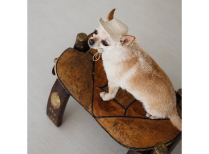 Фото 6 -  одежда Pet Fashion Gold панама для собаки