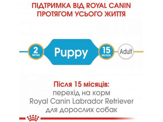 Фото - сухий корм Royal Canin LABRADOR RETRIEVER PUPPY (ЛАБРАДОР РЕТРІВЕР ПАППІ) корм для цуценята до 15 місяців