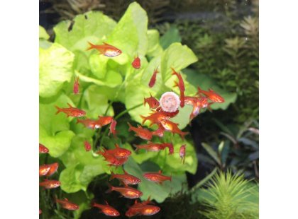 Фото 9 -  корм для рыб JBL ProNovo Tab ком для аквариумных рыб, таблетки