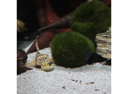 Фото 8 -  корм для рыб JBL ProNovo Pleco корм для сомов-присосок, таблетки