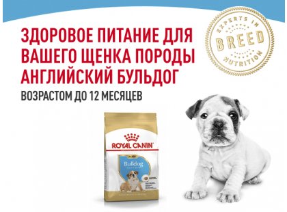 Фото 4 -  сухой корм Royal Canin BULLDOG PUPPY (БУЛЬДОГ ПАППИ) корм для щенков до 12 месяцев