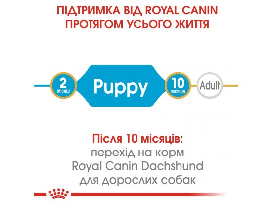 Фото - сухий корм Royal Canin DACHSHUND PUPPY (ТАКСА ПАППІ) корм для цуценята до 10 місяців