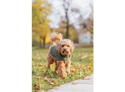 Фото 3 -  одежда Trixie Norwood пуловер для собак, оливковый