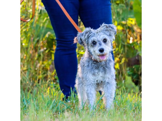 Фото - амуніція Coastal (Костал) Circle-T Dog Leash шкіряний повідець для собак, ЧЕРВОНИЙ