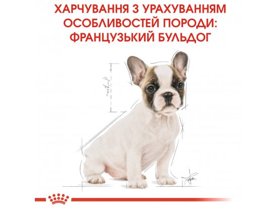 Фото - сухий корм Royal Canin FRENCH BULLDOG PUPPY (ФРАНЦУЗЬКИЙ БУЛЬДОГ ПАППІ) корм для цуценята до 12 місяців