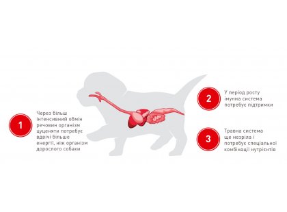 Фото 10 -  сухой корм Royal Canin MINI STARTER MOTHER & BABYDOG корм для беременных и кормящих сук и щенков мини-пород