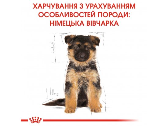 Фото - сухой корм Royal Canin GERMAN SHEPHERD PUPPY (НЕМЕЦКАЯ ОВЧАРКА) корм для щенков до 15 месяцев