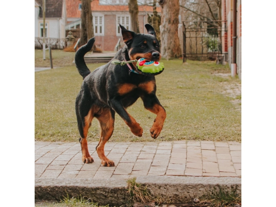 Фото - іграшки Max & Molly Urban Pets Snuggles Toy іграшка для собак Bob the Blob