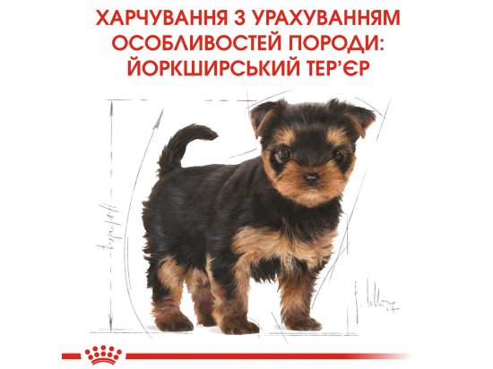 Фото - сухий корм Royal Canin YORKSHIRE TERRIER PUPPY (ЙОРКШИР ТЕР'ЄР ПАППІ) корм для цуценята до 10 місяців