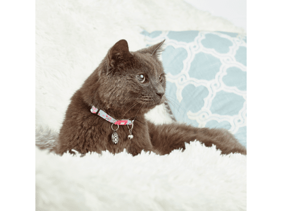 Фото - амуниция Max & Molly Urban Pets Smart ID Cat Collar ошейник для кошек Cherry Bloom