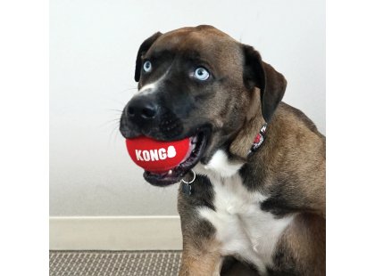 Фото 2 -  Категории Kong Signature Sport Balls мячики для собак