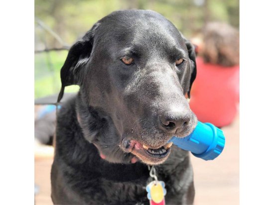 Фото 5 -  іграшки SodaPup (Сода Пап) Chew Bone Treat Dispenser іграшка для ласощів для собак ТРУБКА, блакитний