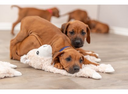 Фото 2 -  іграшки Trixie Dangling Lama іграшка для собак ЛАМА (35884)