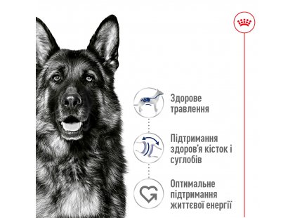 Фото 5 -  сухий корм Royal Canin MAXI ADULT 5+ (СОБАКИ ВЕЛИКИХ ПОРІД ЕДАЛТ 5+) корм для собак від 5 років