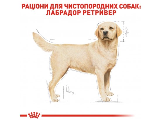 Фото - сухий корм Royal Canin LABRADOR RETRIEVER ADULT (ЛАБРАДОР РЕТРІВЕР ЕДАЛТ) корм для собак від 15 місяців