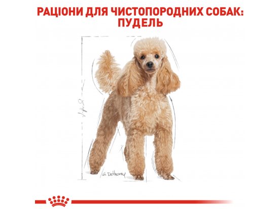 Фото - сухой корм Royal Canin POODLE ADULT (ПУДЕЛЬ ЭДАЛТ) корм для собак от 10 месяцев