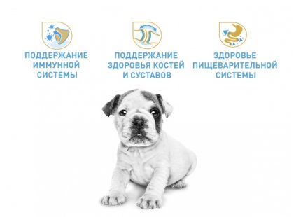 Фото 6 -  сухой корм Royal Canin BULLDOG PUPPY (БУЛЬДОГ ПАППИ) корм для щенков до 12 месяцев