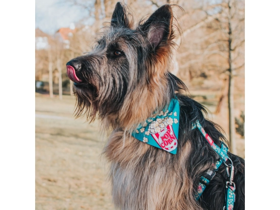 Фото - амуніція Max & Molly Urban Pets Bandana бандана на нашийник для собак Popcorn