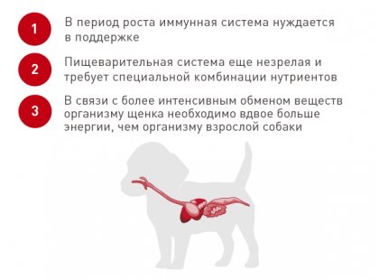 Фото 5 -  сухой корм Royal Canin BULLDOG PUPPY (БУЛЬДОГ ПАППИ) корм для щенков до 12 месяцев