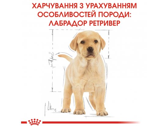 Фото - сухий корм Royal Canin LABRADOR RETRIEVER PUPPY (ЛАБРАДОР РЕТРІВЕР ПАППІ) корм для цуценята до 15 місяців