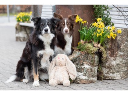 Фото 3 -  іграшки Trixie Bunny іграшка для собак КРОЛИК (35886)