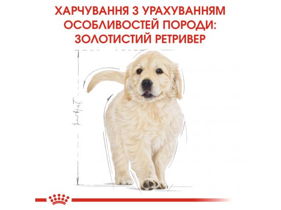 Фото 5 -  сухий корм Royal Canin GOLDEN RETRIEVER PUPPY (ГОЛДЕН РЕТРІВЕР ПАППІ) корм для цуценята до 15 місяців