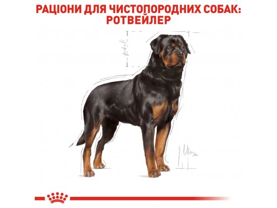 Фото - сухой корм Royal Canin ROTTWEILER ADULT (РОТВЕЙЛЕР ЭДАЛТ) корм для собак от 18 месяцев