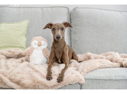 Фото 2 -  іграшки Trixie Owl іграшка для собак СОВА (36094)