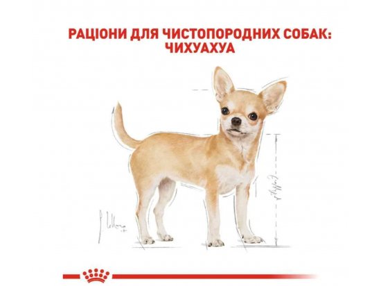 Фото - вологий корм (консерви) Royal Canin CHIHUAHUA ADULT (ЧИХУАХУА ЕДАЛТ) вологий корм для собак від 8 місяців