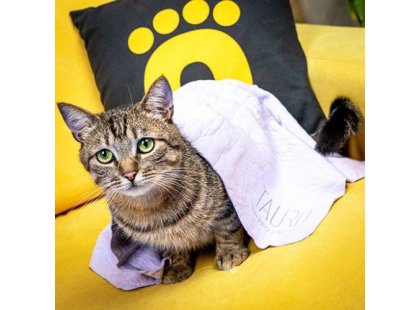 Фото 5 -  рушники Tauro Pro Line рушник для сушіння та охолодження тварин, рожевий