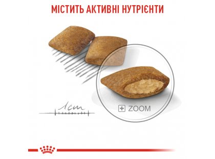 Фото 2 -  сухой корм Royal Canin MINI EXIGENT (МИНИ ЭКСИДЖЕНТ ДЛЯ ПРИВЕРЕДЛИВЫХ В ЕДЕ) корм для собак мелких пород от 10 месяцев